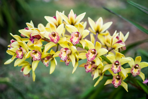 rare yellow and red cattleya orchid - Aerides