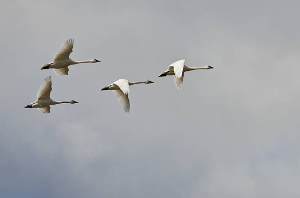 istock Four Tundra Swans Flying in a Cloudy Sky 480472438