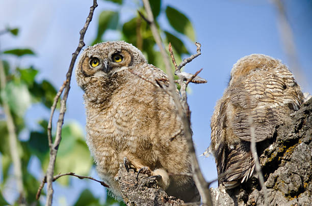 istock Young Owlet In Its Nest Looking Across The Tree Tops 480472442