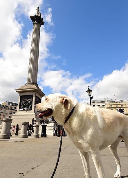 istock Trafalgar Square, London 480472448