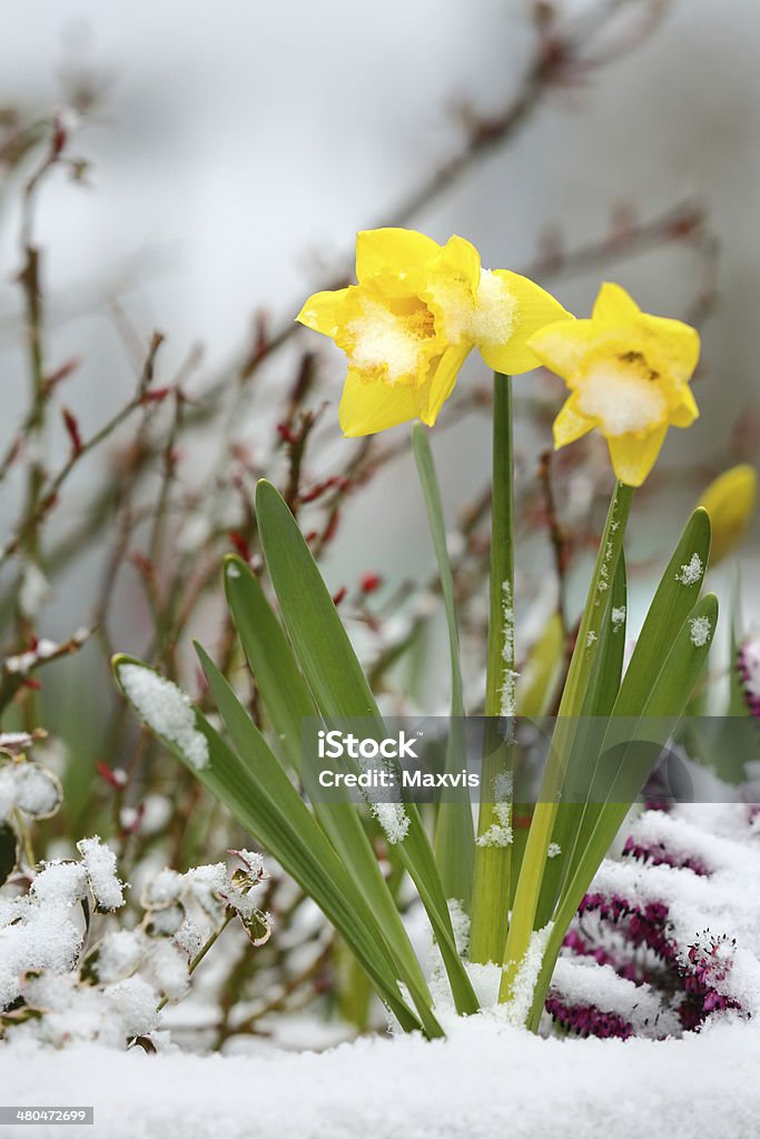 Daffodils e neve, primavera scongelamento - Foto stock royalty-free di Aiuola