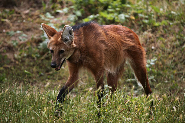 loup à crinière (chrysocyon brachyurus). - loup à crinière photos et images de collection