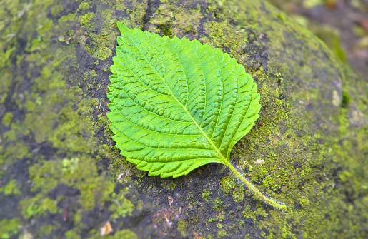 green leaf on the surface of stone in the forest.