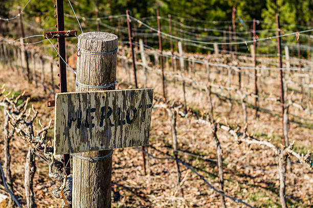 istock Merlot Grapes in a Vineyard 480473095