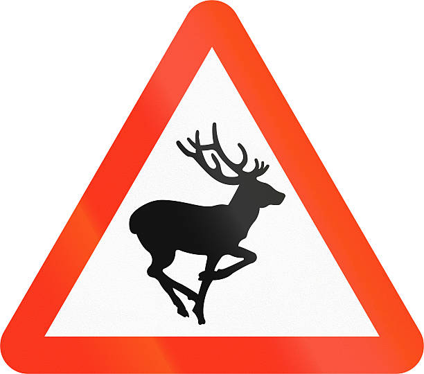 istock Wild Animals Crossing in Bangladesh 480473162