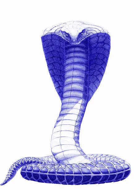 blaue kobra - cape cobra stock-grafiken, -clipart, -cartoons und -symbole