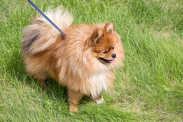 istock Beautiful dog on green grass 480473360