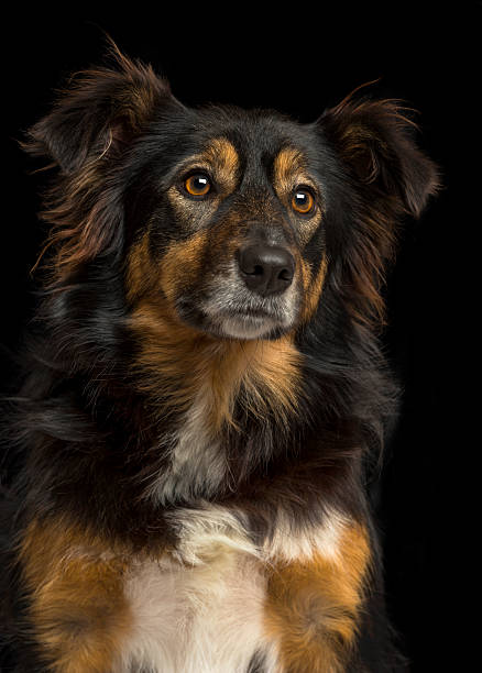 istock Close-up of a Border collie, on black background 480473411