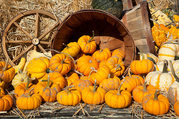 istock Pile of Pumpkins 480473653