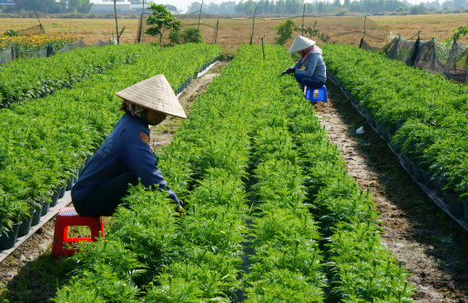 Ba Ria, Vietnam - January 20, 2014: People tend flower on garden, green marigold with bud in row on soil, farmer sitting and pull grass from ground, working in a sunny day for new crop, Viet nam, Jan 20, 2014