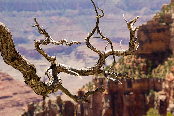 Tree Detail with Canyon stock photo