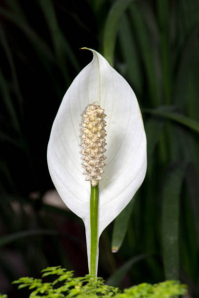 istock white Anthurium flower /  flamingo flower 480476043