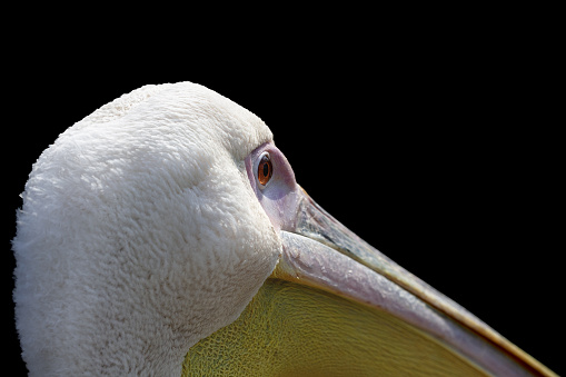 Pelican portrait close-up isolated on black bacground