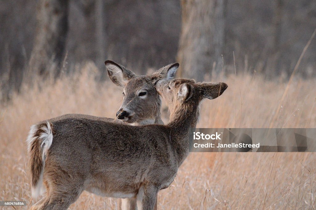 Spring Cleaning A White-tailed fawn grooms his mother's fur in early spring 2015 Stock Photo