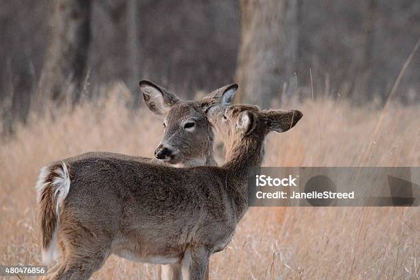 Spring Cleaning Stock Photo - Download Image Now - 2015, Animal, Animal Behavior