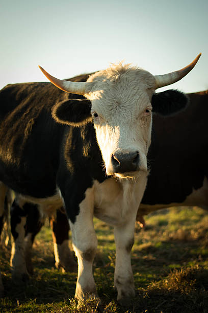 istock Black and white cow with horns 480476884