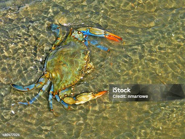 Blue Crab Stock Photo - Download Image Now - Blue Crab, South Carolina, Beach