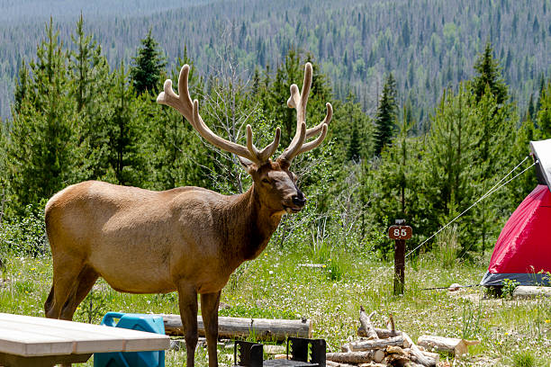 istock Camping Outdoors in the Mountains of Colorado 480477616