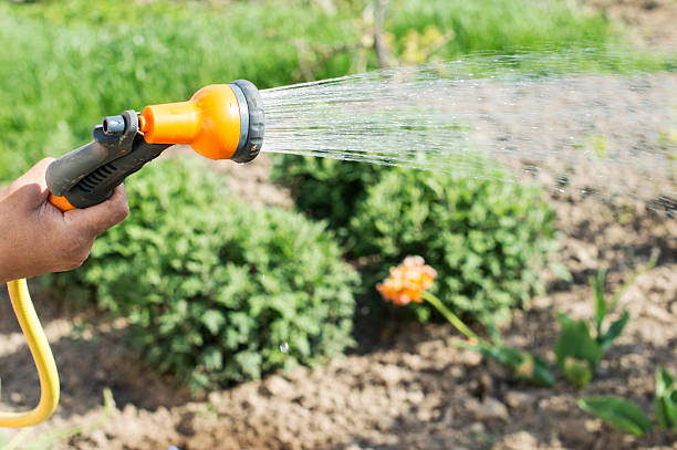 istock Watering water from a hose garden flowers 480481782