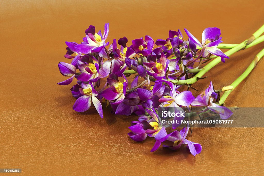 Campo de flores de orquídea em fundo marrom. - Foto de stock de Cabeça da flor royalty-free