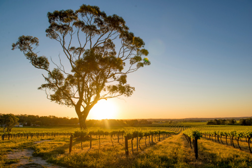 Vineyards Barossa Valley, Adelaide - AustraliaVineyards Barossa Valley, Adelaide - Australia