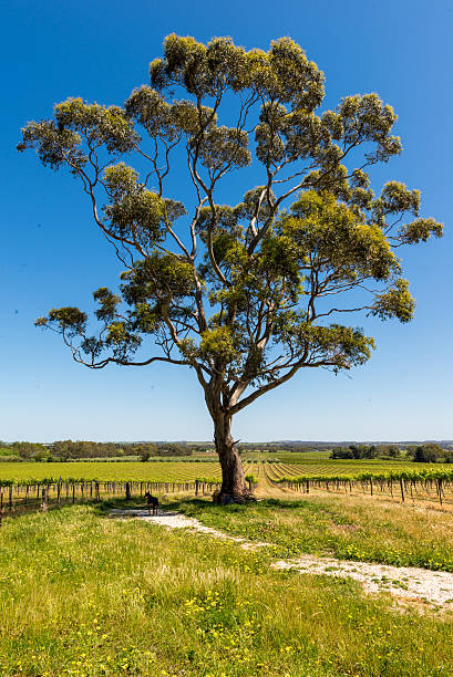 istock Vineyards Barossa Valley, Adelaide - Australia 480484125