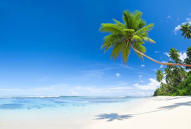 istock Scenic View of the Tropical Beautiful Beach 480484713