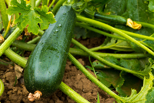 Fresh Zucchini after Rain.