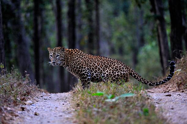 istock Female leopard in the jungle 480487681