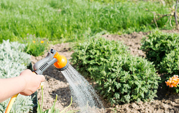 istock Watering water from a hose garden flowers 480488016