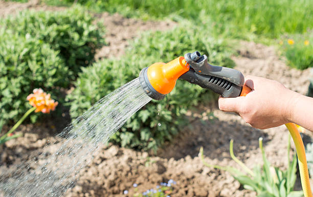 istock Watering water from a hose garden flowers 480488020