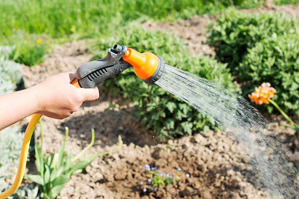 istock Watering water from a hose garden flowers 480488022