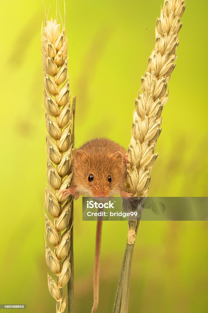 stilt walker A very small cute harvest mouse holding onto wheat looking at the camera isolated green background 2015 Stock Photo