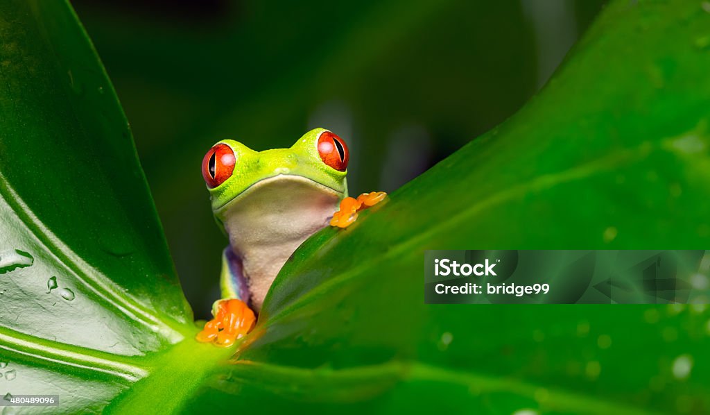 I! A red eyed tree frog peeking out from behind a leaf Amazon Rainforest Stock Photo