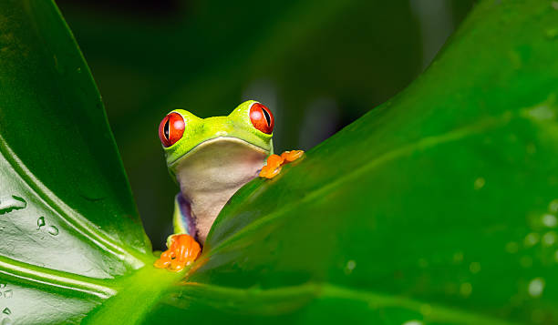 I! A red eyed tree frog peeking out from behind a leaf tree frog photos stock pictures, royalty-free photos & images