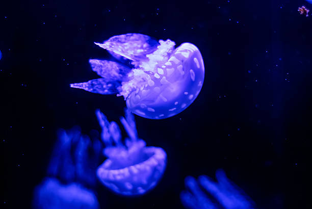 Spotted Jellyfish in blue light stock photo