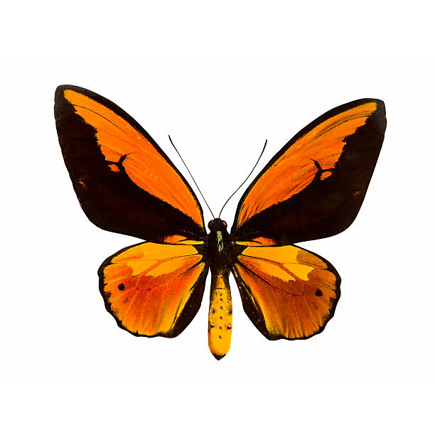istock Butterfly with open wings in top view 480489743