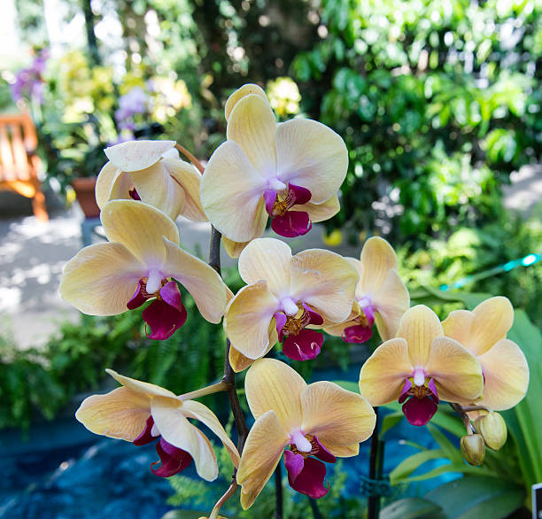 Yellow Orchid Phalaenopsis growing in the arboretum in Washington, DC stock photo