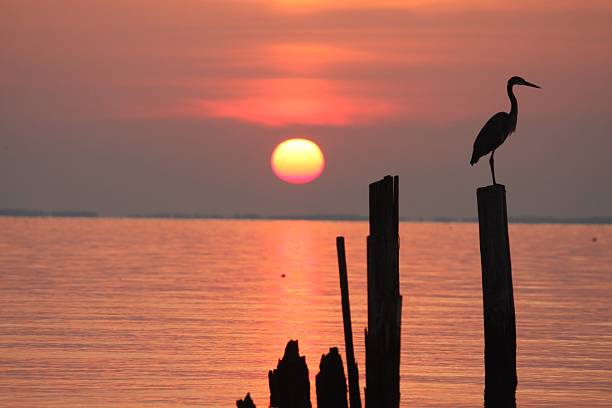 istock Sunrise on the Chesapeake Bay 480489815