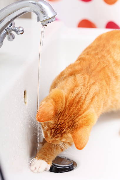istock Animals at home red cat drinking water in bathroom 480490367