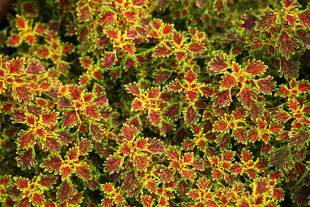 istock Yellow and red leaves 480490485