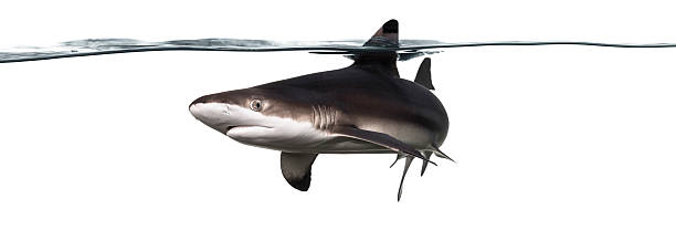 istock Blacktip reef shark swimming at the surface 480491555