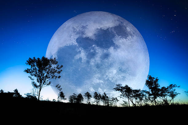 Big Moon Stock Photo - Download Image Now - Large, Moon, Tree - iStock