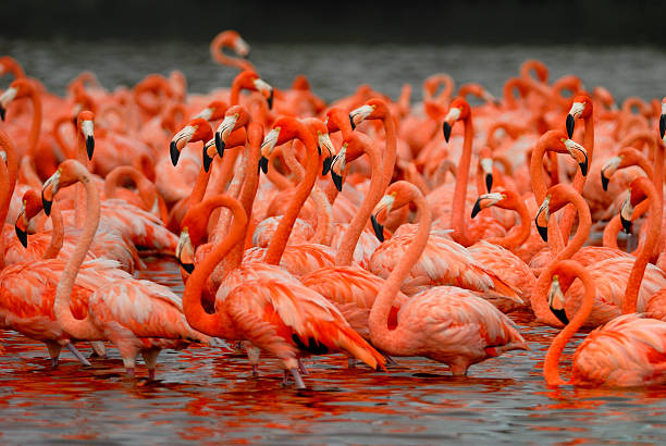 istock Flock of greater flamingos 480492670