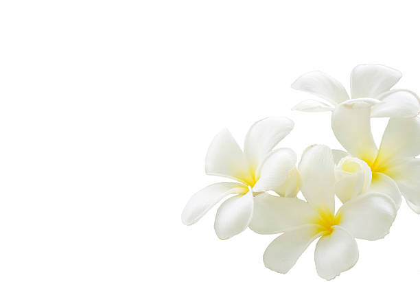 istock Plumeria, Tropical flower 480493022