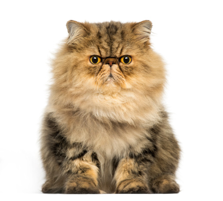 Front view of a grumpy Persian cat facing, looking at the camera, isolated on white