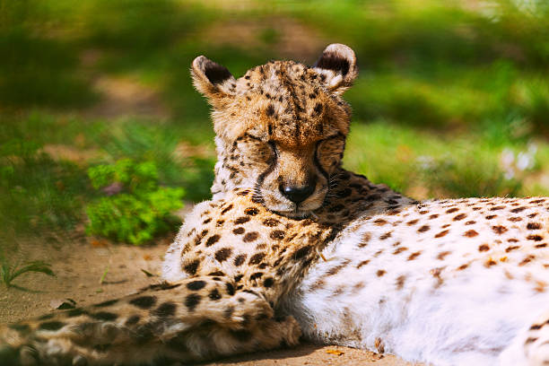 istock adult cheetah 480495716