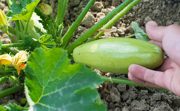 istock Harvesting ripe vegetable marrow 480496060