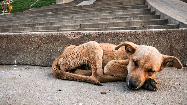 joven perro callejero dormitorio - cachorro animal salvaje fotografías e imágenes de stock