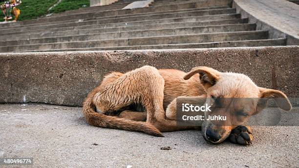 Young Stray Dog Sleeping Stock Photo - Download Image Now - Dog, Street, Stray  Animal - iStock